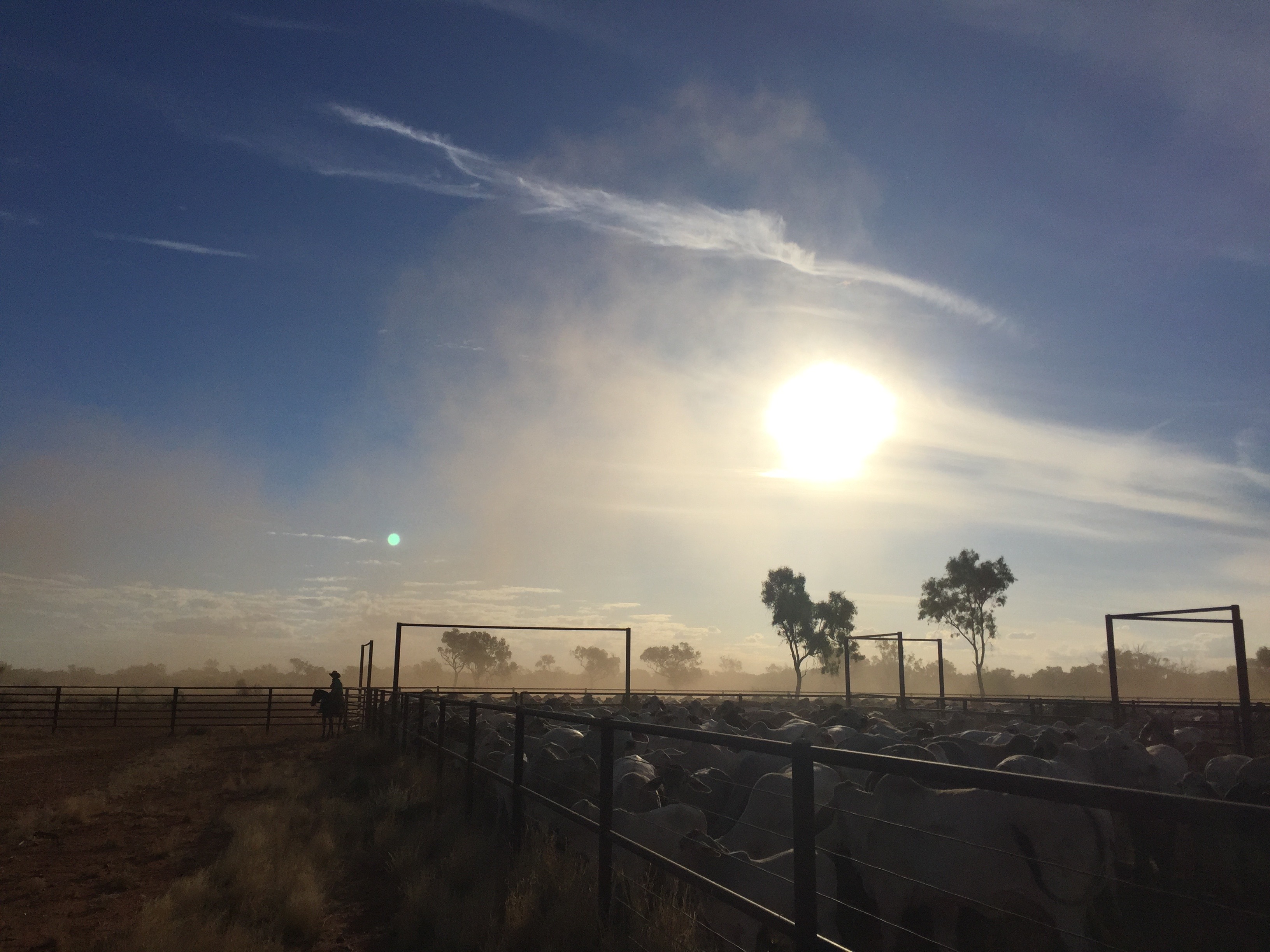 Photo of a cattle station from Zoe MacFarlan, UNE Bachelor of Business Student