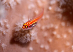 tiny orange fish on a piece of coral